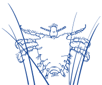 Crab